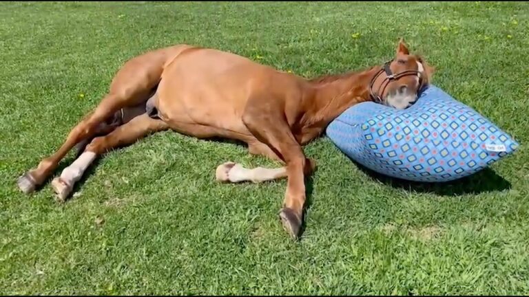 「人」をダメにするソファは「馬」をもダメにすることが判明 / 「アドマイヤジャパン with Yogibo 普段の使い方」篇