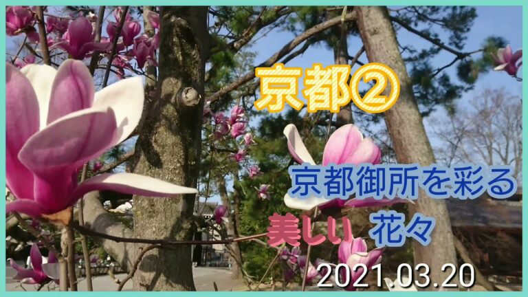 #花#観光#桜【京都御所】