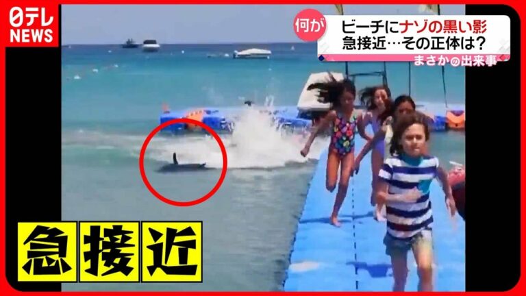 「逃げろ サメよ!」ビーチに黒い影…正体は「マグロ」なぜ浅瀬に?【まさか】
