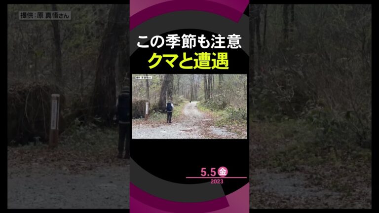 【クマと遭遇】この季節も注意! #shorts