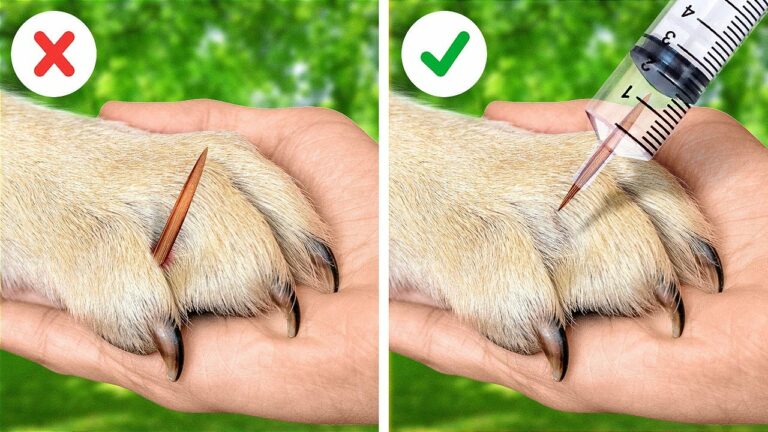 ペットの飼い主用便利なガジェットとライフハック