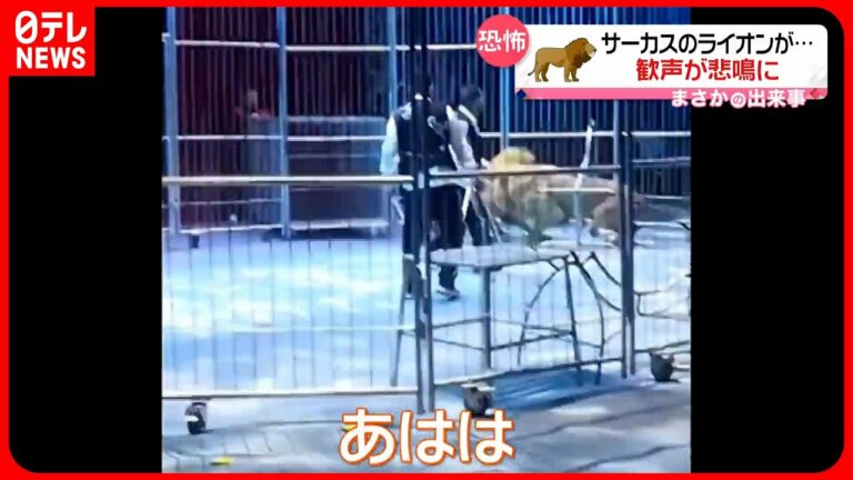 【まさか】サーカスのライオンが…歓声が悲鳴に 中国