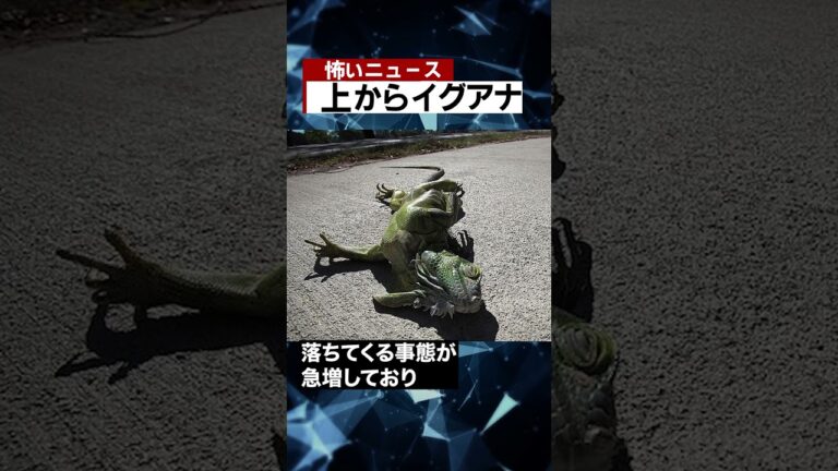 上からイグアナ #海外 #ニュース #怖い話 #怪談 #Shorts