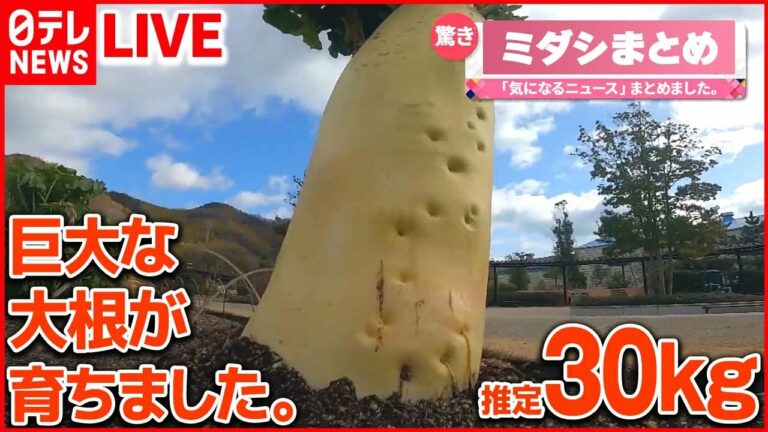 【バズニュース ライブ】 「30キロ」の大根/“縁起がいい” 食堂に「黄金のナマズ」/珍しい深海魚…“リボンイワシ”撮影成功! など (日テレNEWS LIVE)