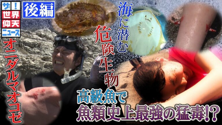 【ザ!世界仰天ニュース】海に潜む衝撃の危険生物(後編)