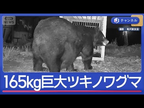 クマ対策の最前線 高い学習能力との攻防戦【スーパーJチャンネル】(2025年11月14日)